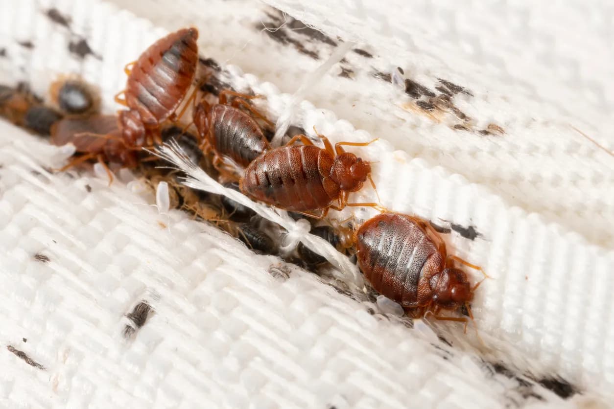 Reliable Bed Bug Services Near Me You Can Count On