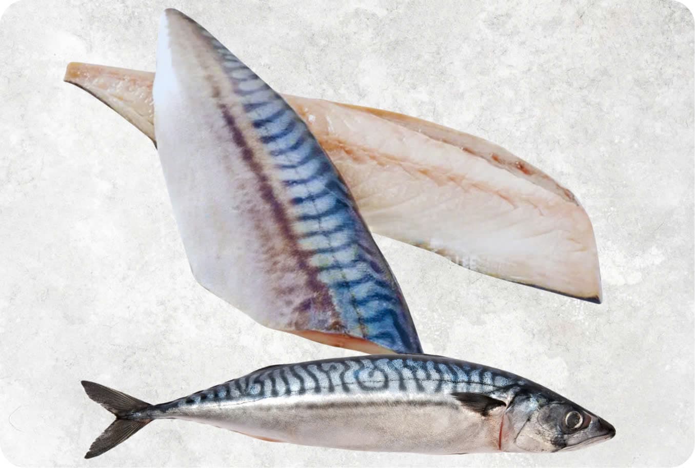 Seafood exporter Norway – Fresh Seafood Supply delivering premium frozen and live seafood